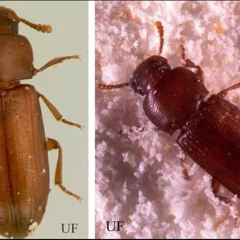 thumbnail for publication: Confused Flour Beetle, Tribolium confusum Jacquelin du Val (Insecta: Coleoptera: Tenebrionidae) and Red Flour Beetle, Tribolium castaneum (Herbst) (Insecta: Coleoptera: Tenebrionidae)